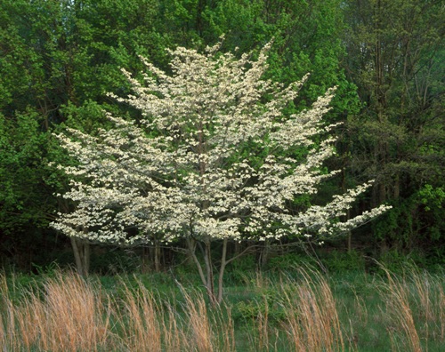 Flowering Dogwood 2, Great Swamp National Wildlife Refuge, NJ (MF).jpg